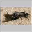 Oxybelus bipunctatus - Fliegenspiesswespe w30 5mm - Sandgrube Niedringhaussee.jpg